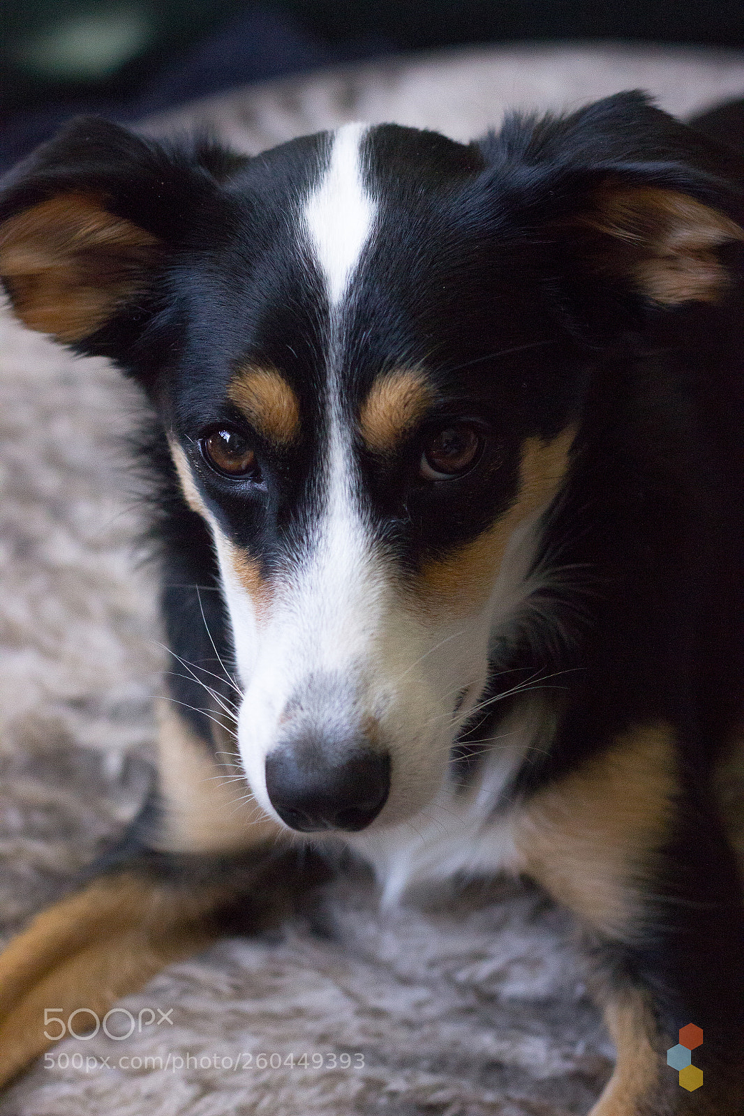 Canon EOS 600D (Rebel EOS T3i / EOS Kiss X5) sample photo. Do you have treats? photography