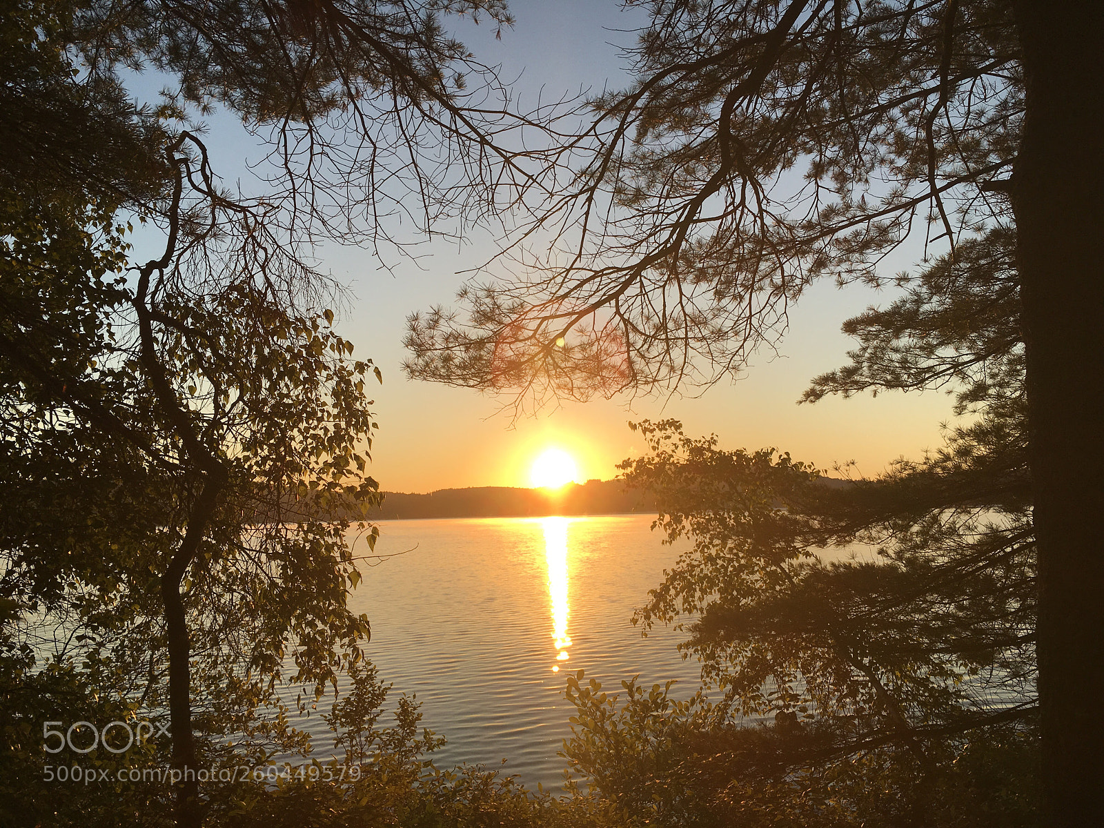 Apple iPhone 6s sample photo. Window of trees photography