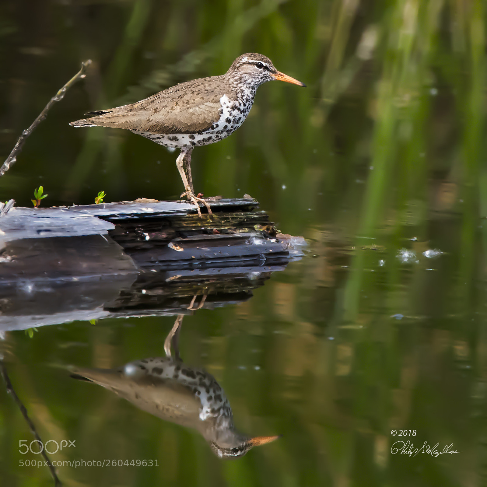 Nikon D500 sample photo. Spotted sandpiper reflection photography