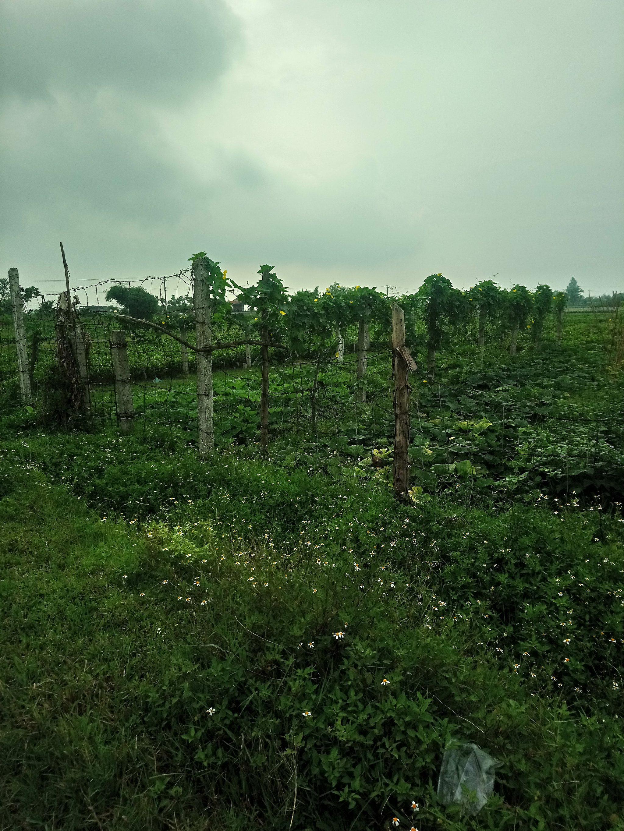 Sony Xperia XA1 Ultra sample photo. ������������������������������� photography