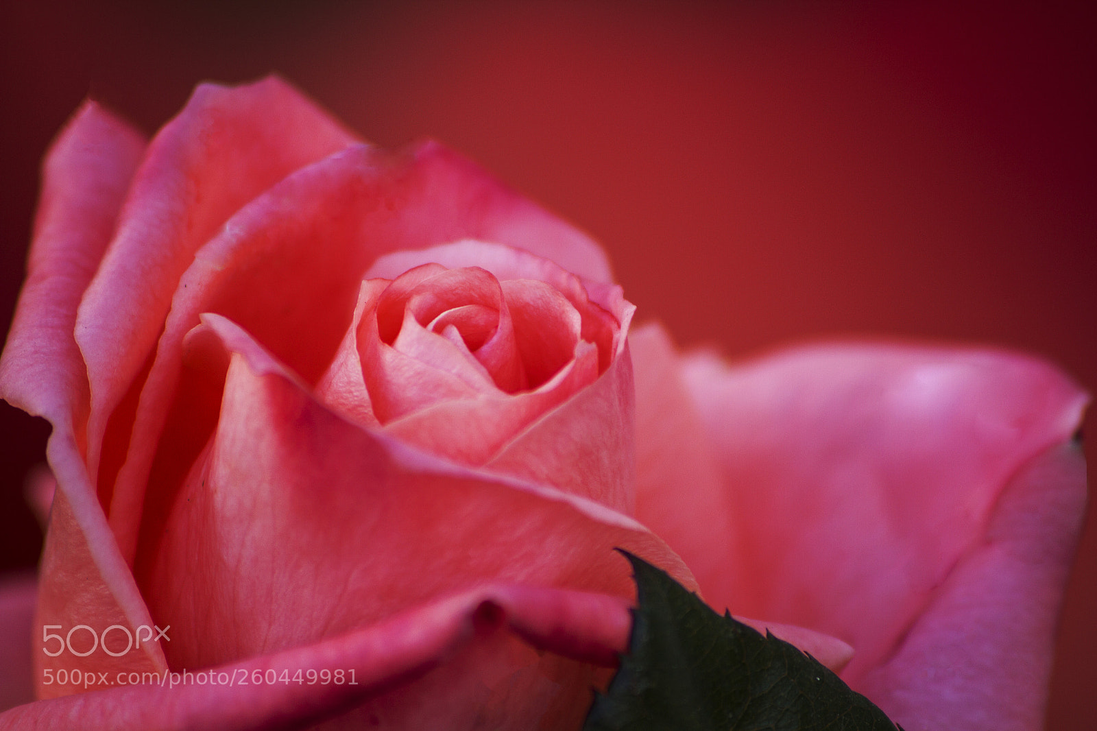 Canon EOS 7D sample photo. Rose photography
