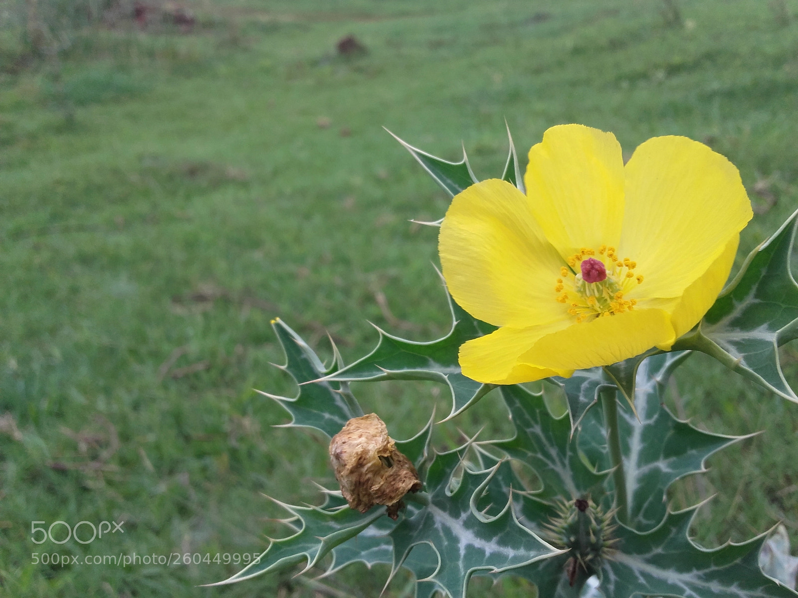 Samsung Galaxy Grand Prime sample photo. Flower photography