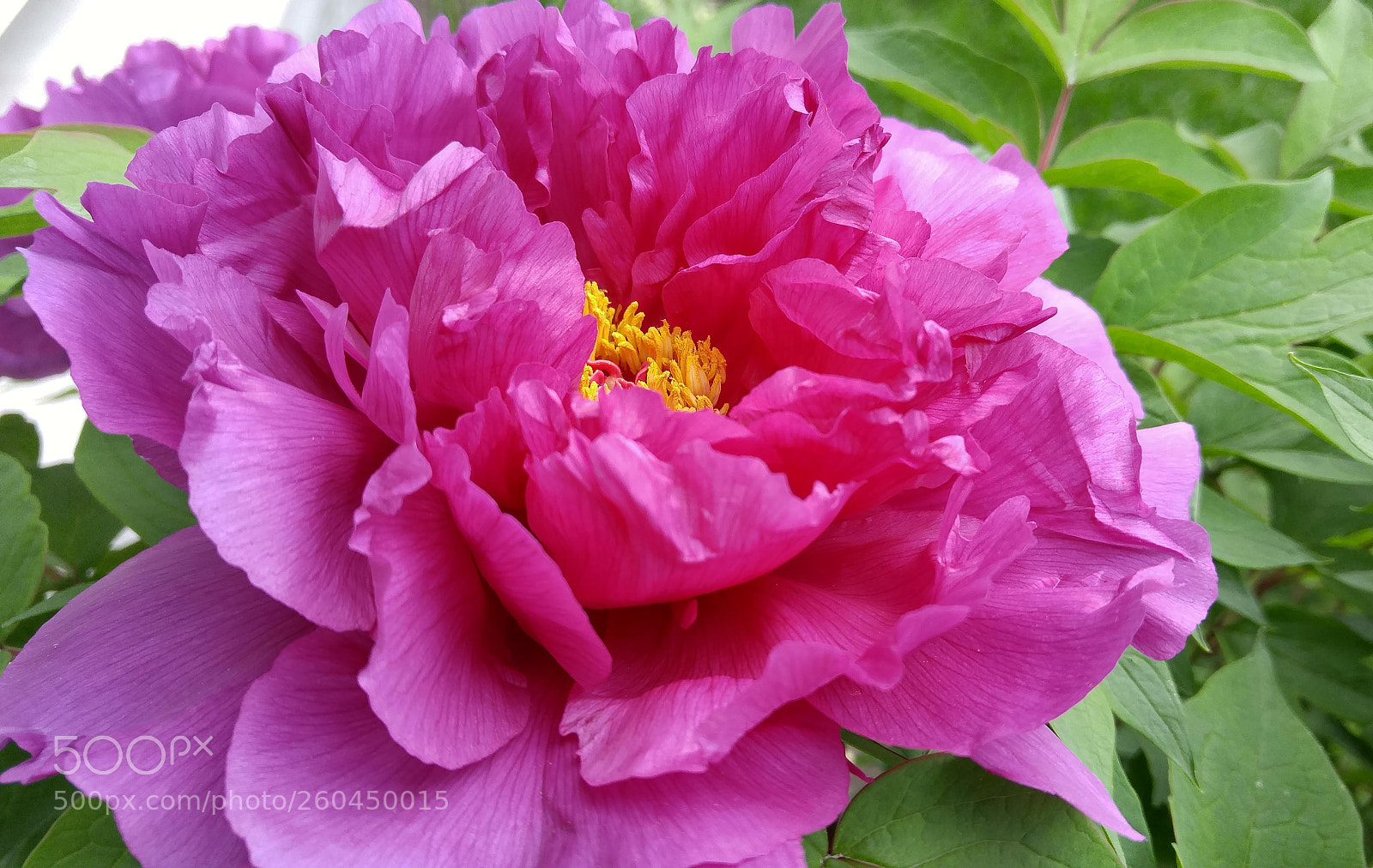 LG G4 sample photo. Untitled photography