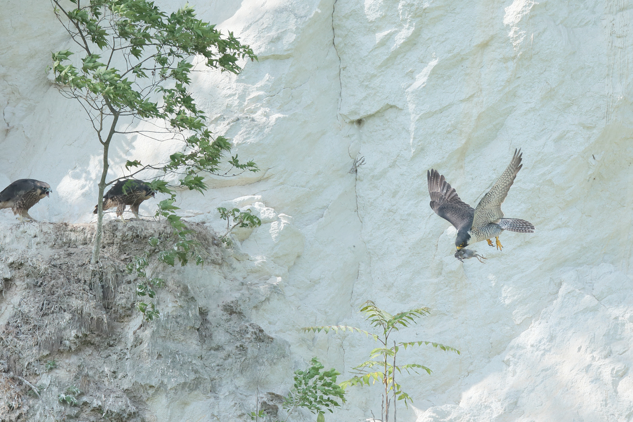 Canon EOS-1D X + Canon EF 800mm F5.6L IS USM sample photo. ハヤブサ peregrin falcon photography