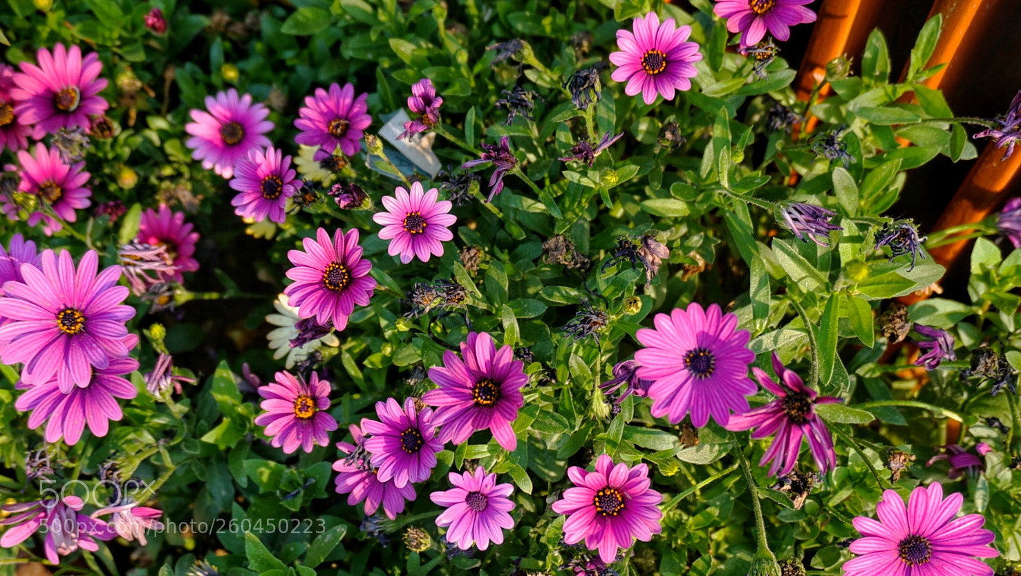 Sony a6000 sample photo. Purple flowers photography