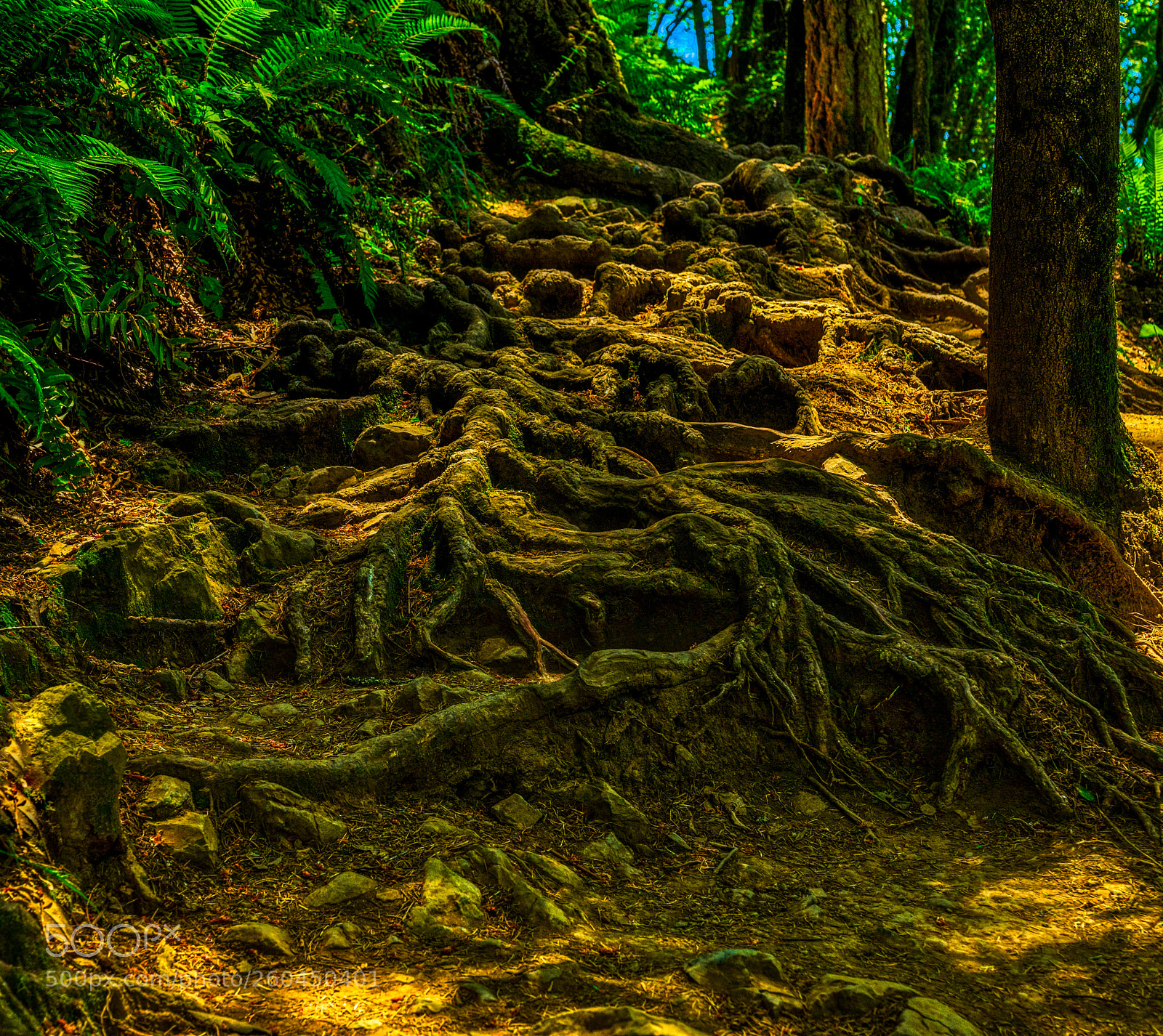 Pentax K-3 II sample photo. Muir woods photography