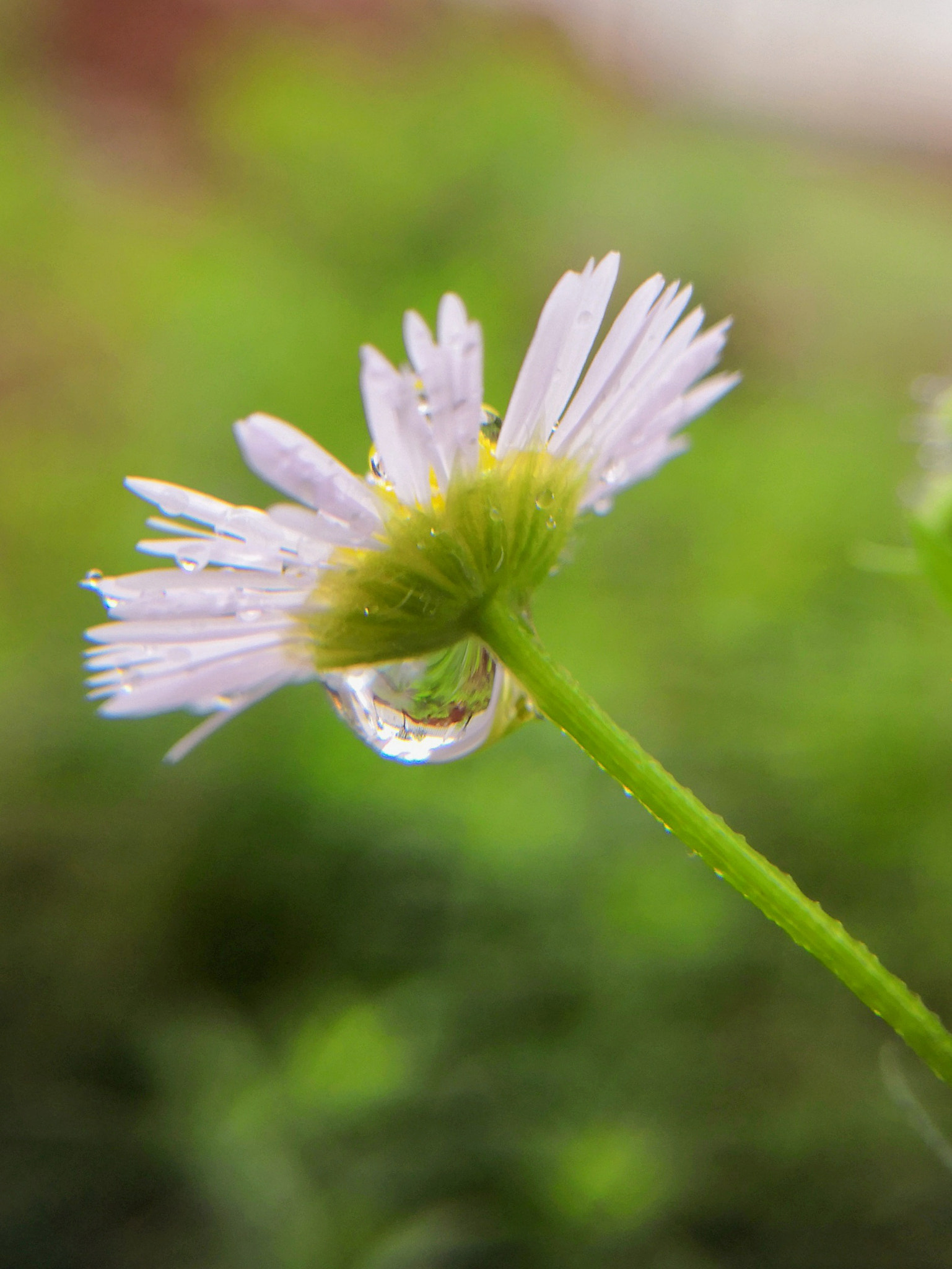 HUAWEI Mate 10 sample photo