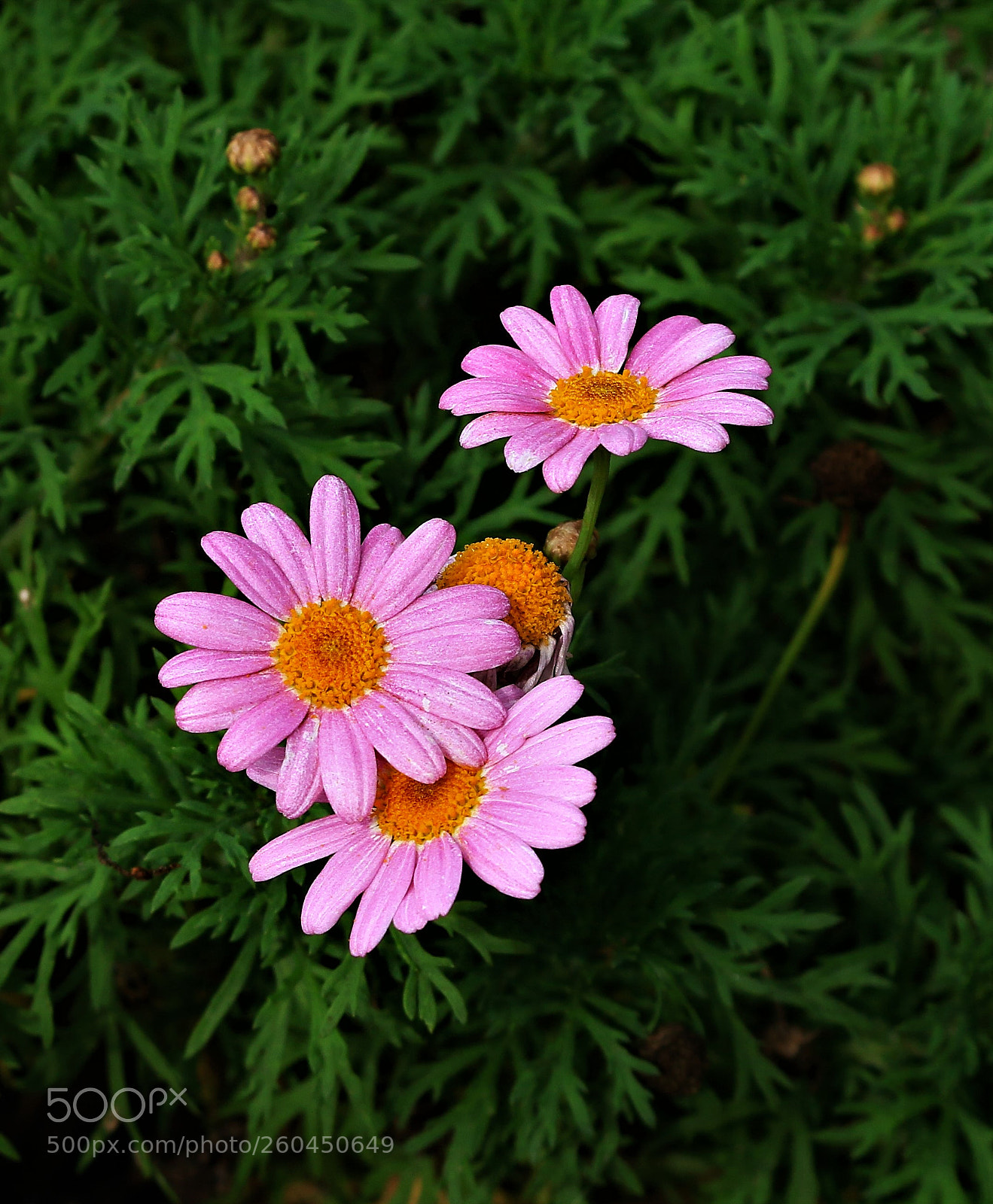 Canon EOS 70D sample photo. Daisy daisy photography