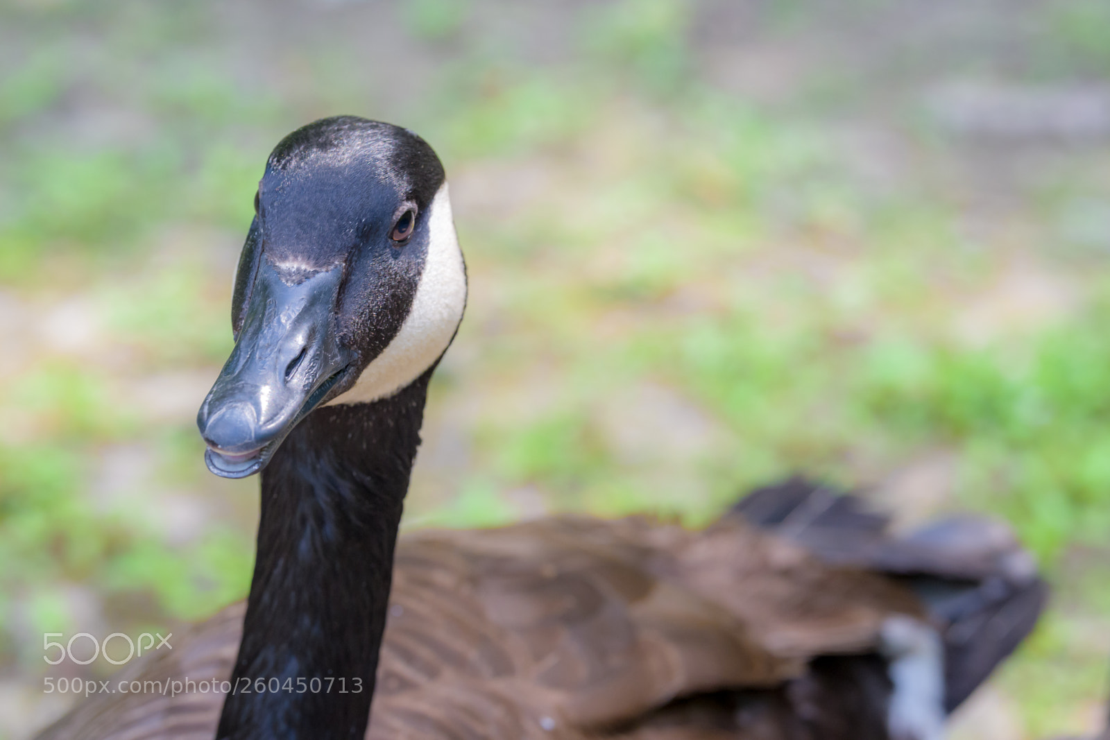 Nikon D500 sample photo. Glamorous goose photography