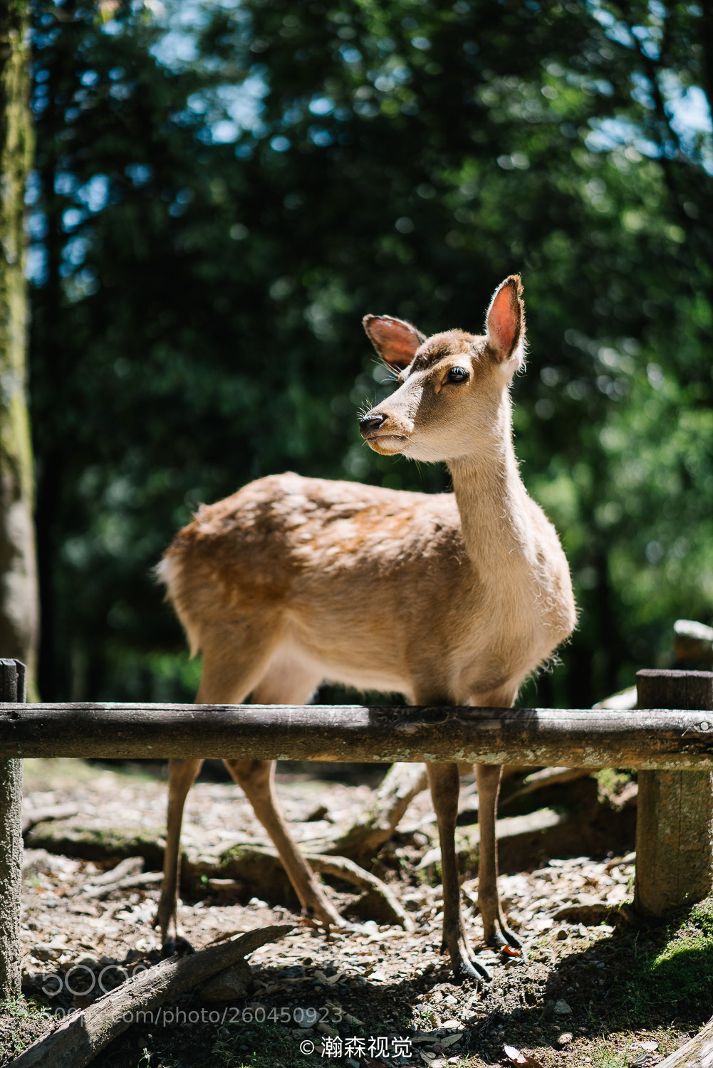 Sony a7R II sample photo. Nara deer photography