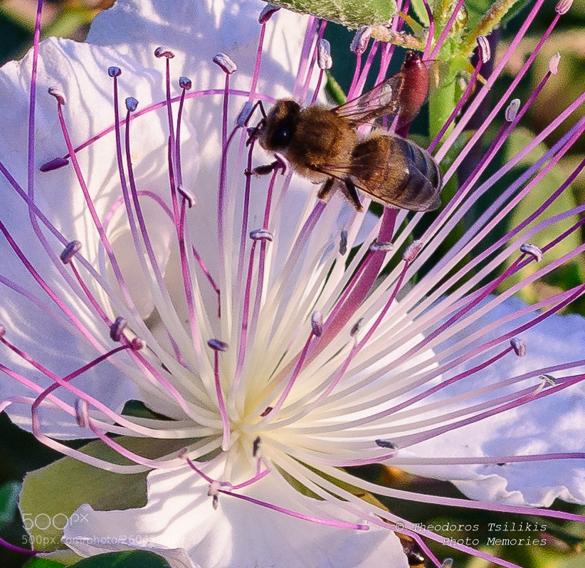 Nikon D7200 sample photo. Between stamens photography