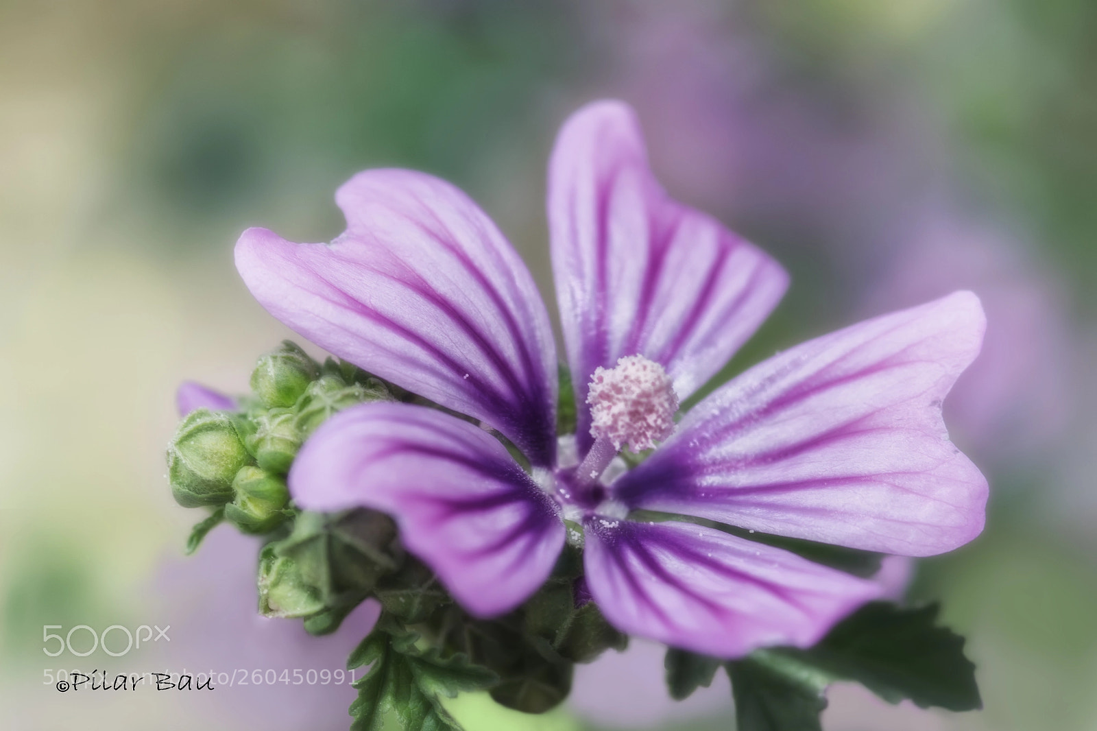 Nikon D3100 sample photo. Malva silvestre photography