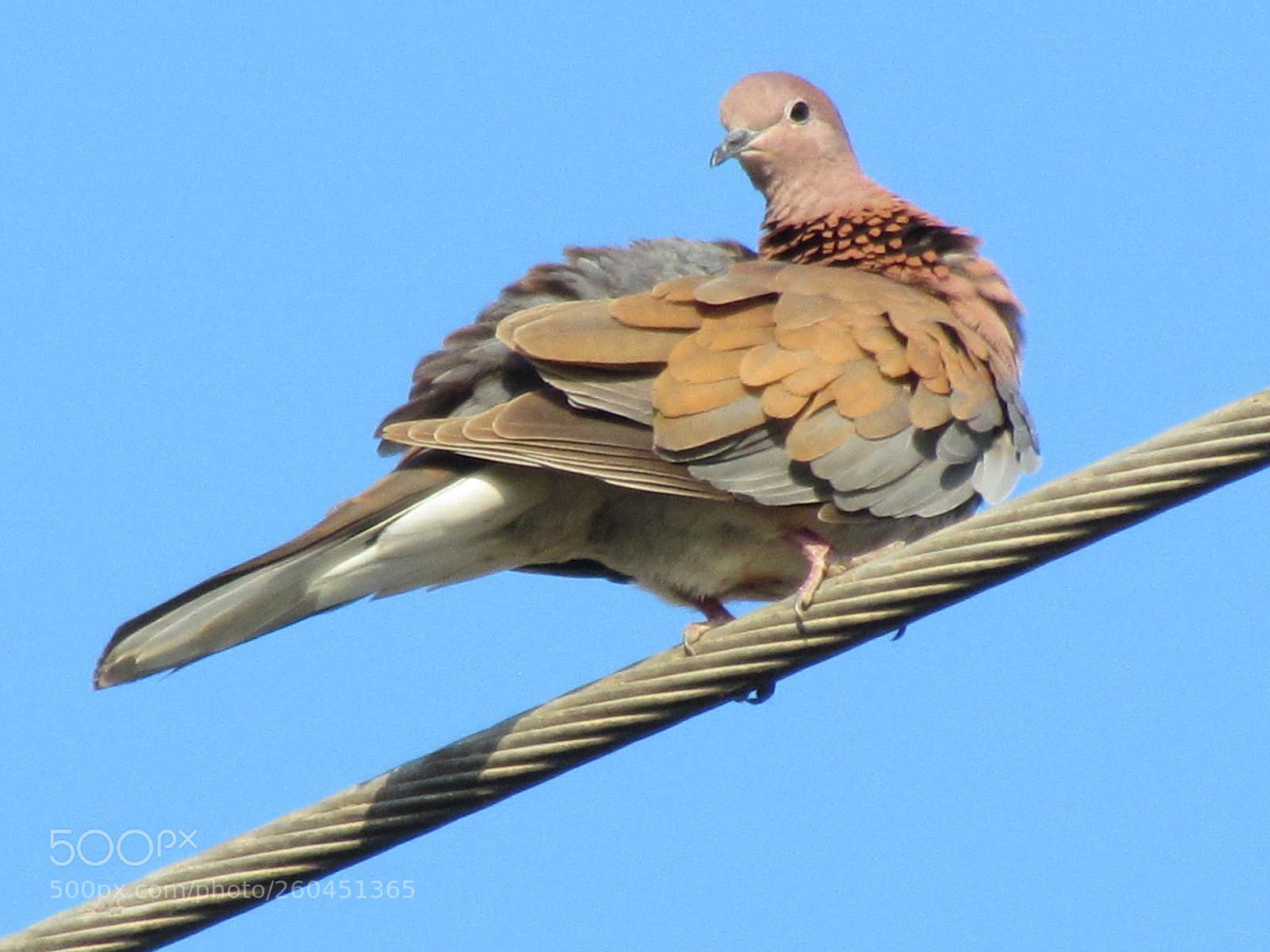 Canon PowerShot SX30 IS sample photo. Pigeon pose feathers photography