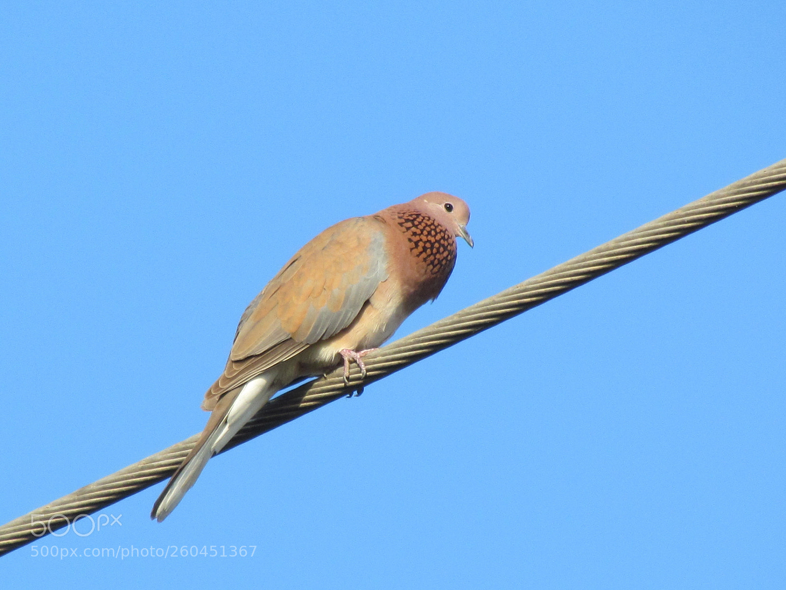 Canon PowerShot SX30 IS sample photo. Pigeon pose on wire photography