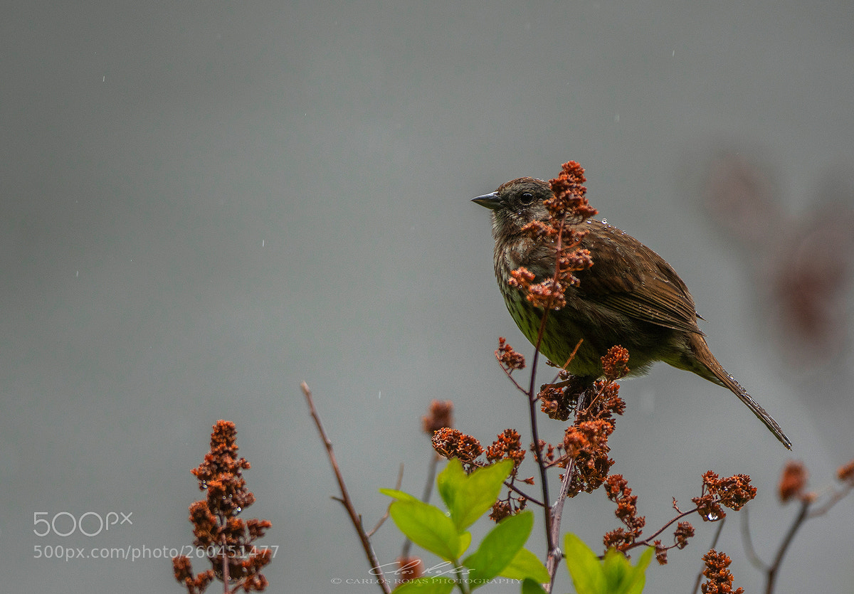 Pentax K-3 sample photo. Rainy day photography