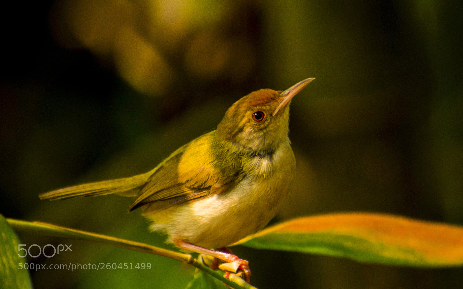 Nikon D7200 sample photo. Tailorbird.... photography