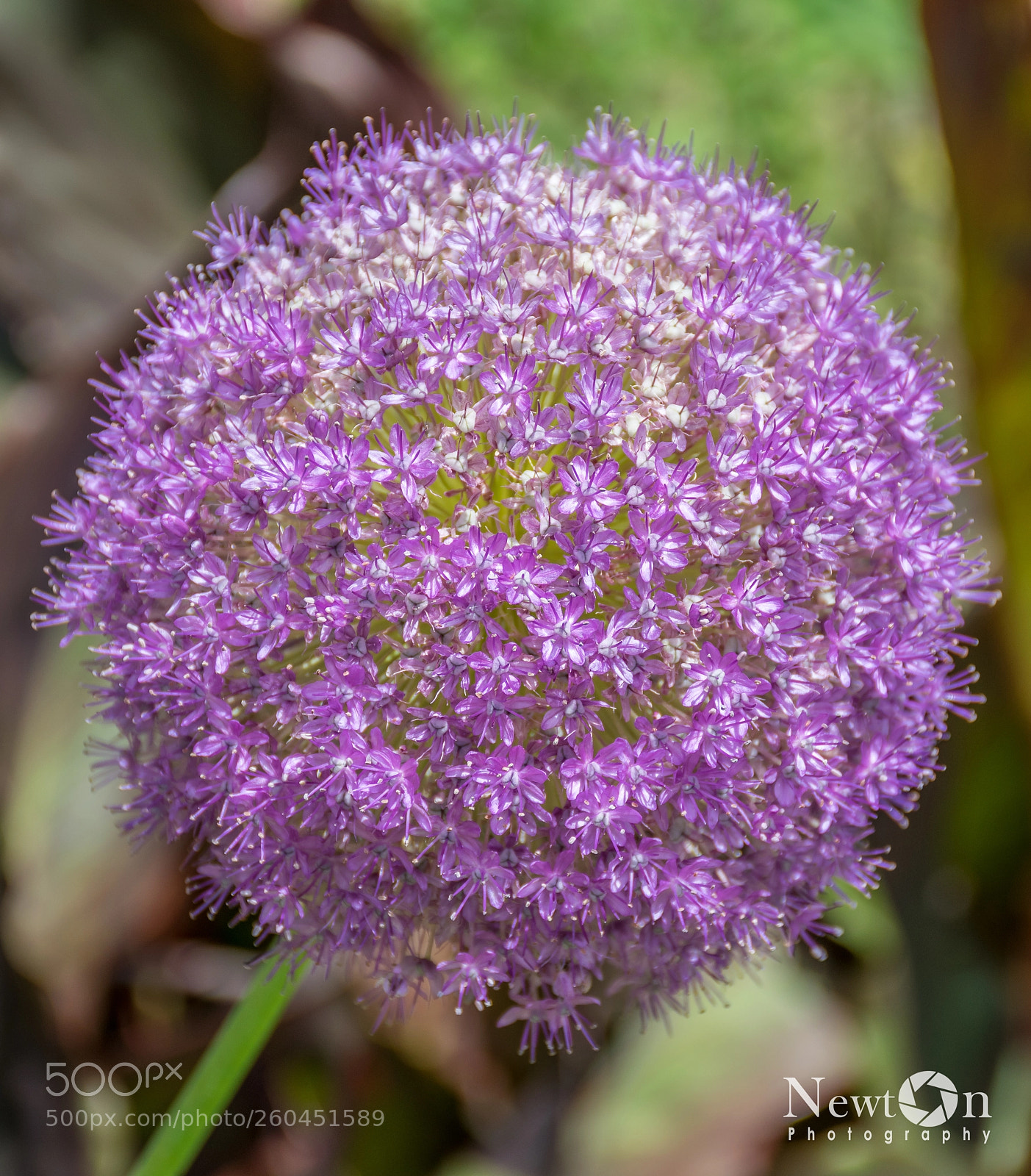 Nikon D5300 sample photo. Flowers photography