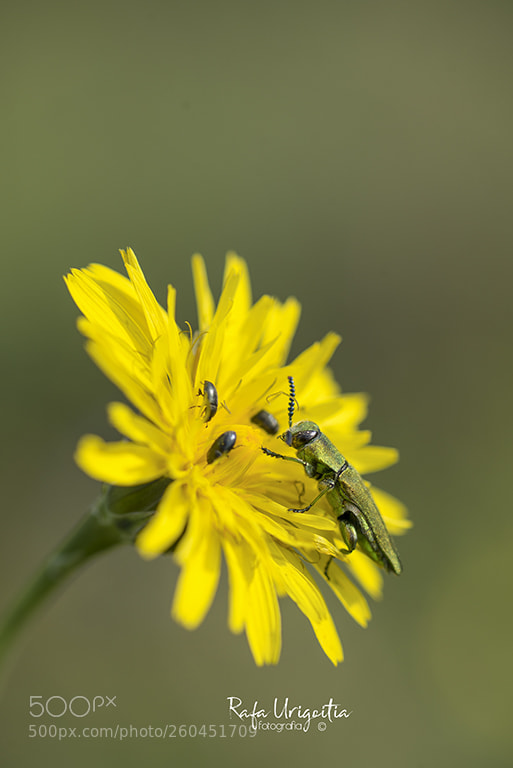 Nikon D610 sample photo. Untitled photography