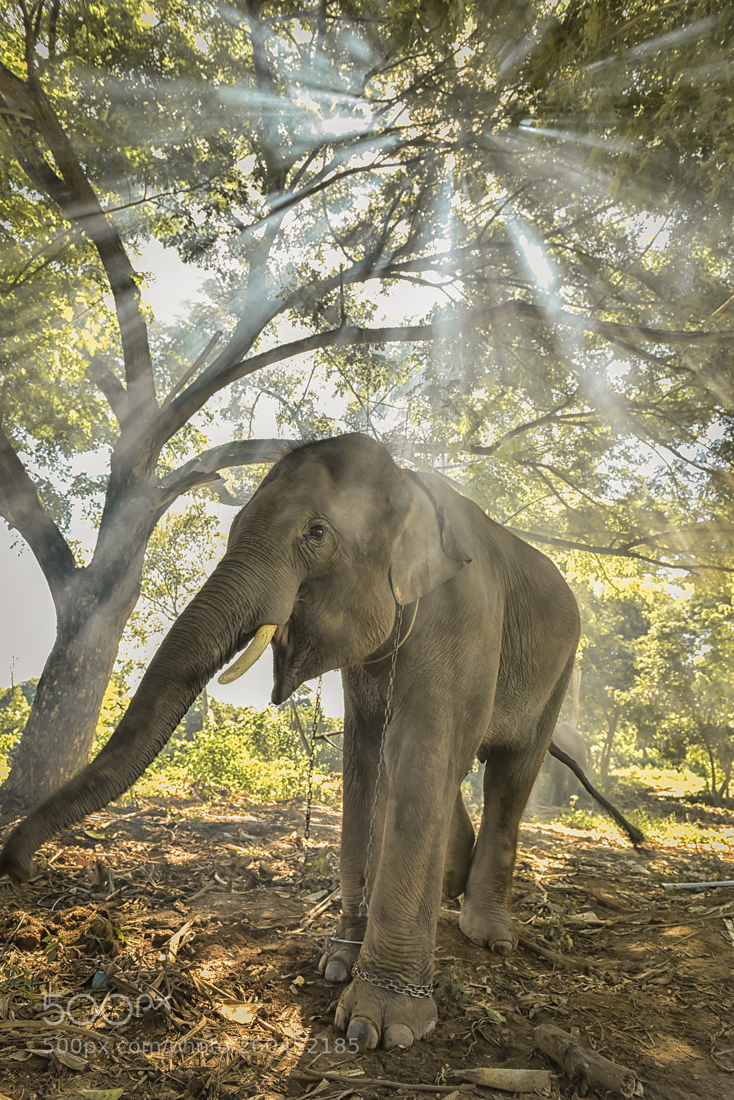 Nikon D810 sample photo. Thai elephants stand under photography