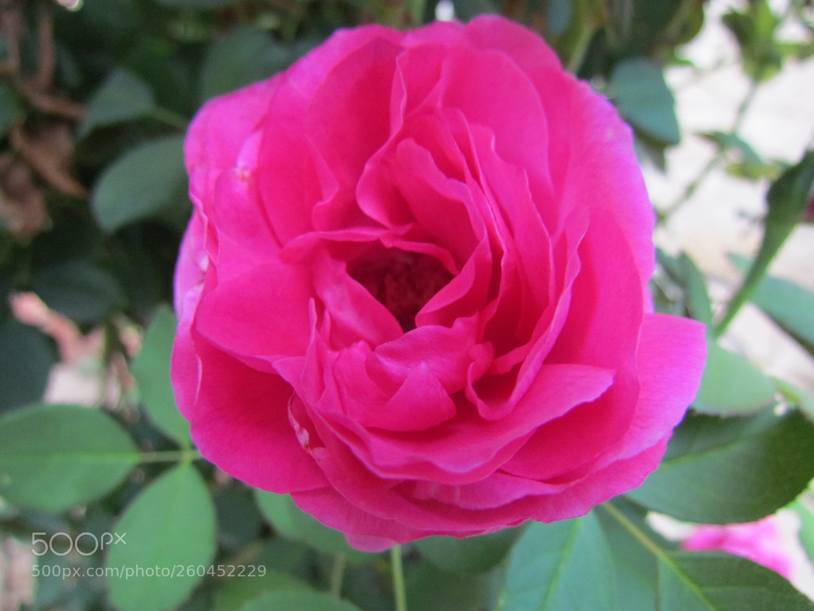 Canon PowerShot SX30 IS sample photo. Red rose flower blooming photography