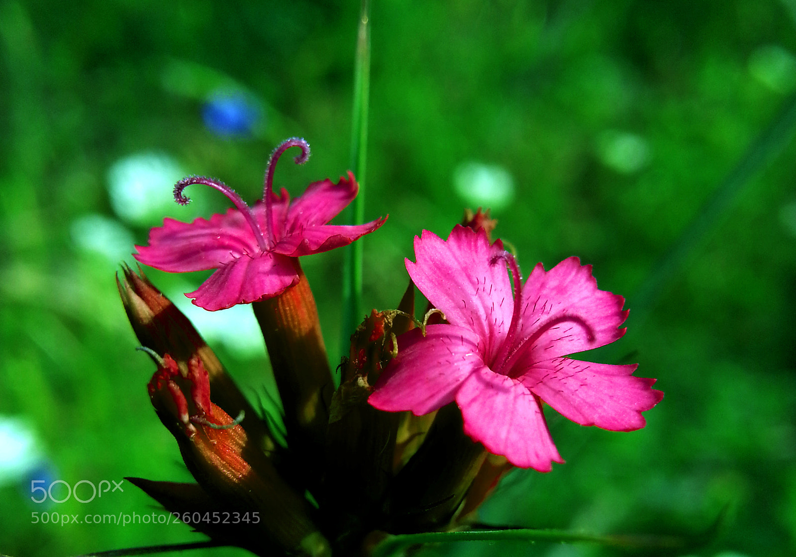 Samsung Galaxy Note2 sample photo. Flower photography