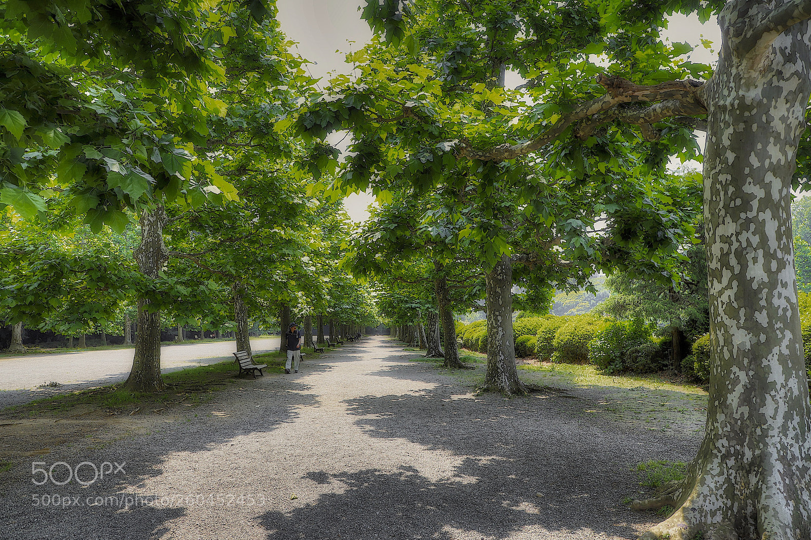 Canon EOS 6D Mark II sample photo. Down the garden path photography
