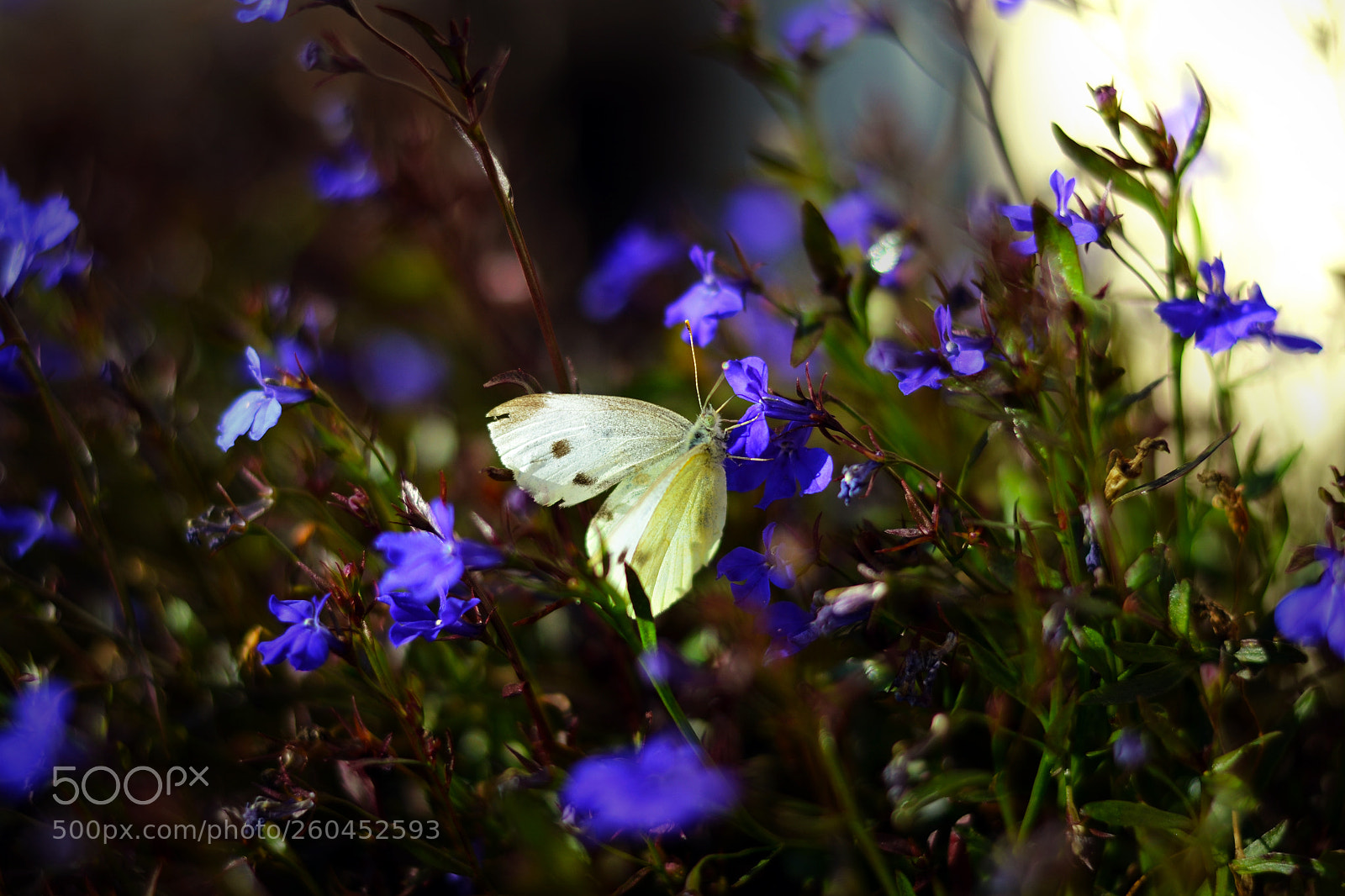 Nikon D3100 sample photo. Butterfly photography