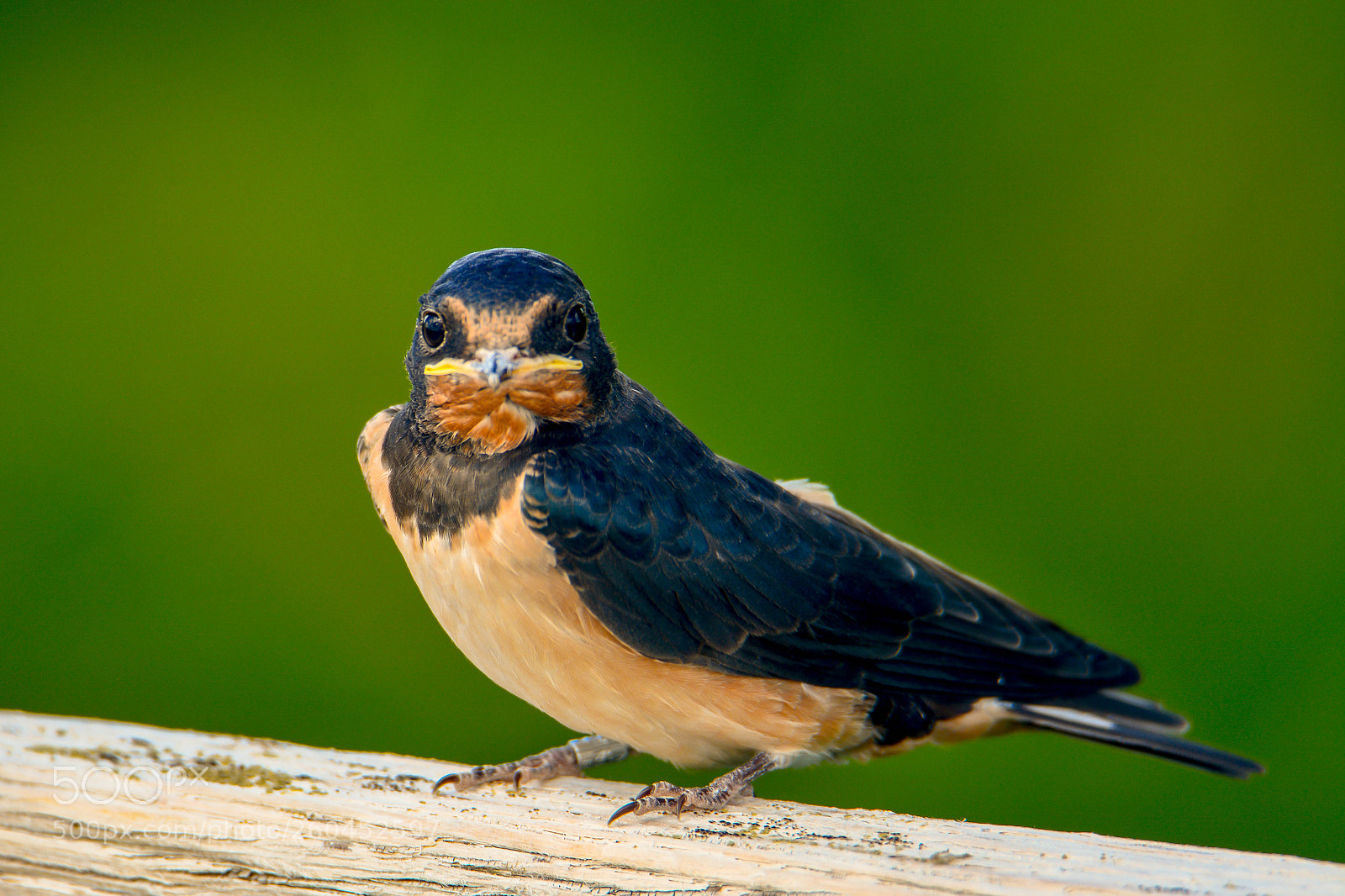Nikon D7100 sample photo. Swallow! photography
