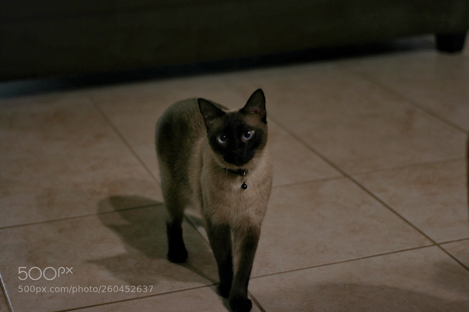 Canon EOS 400D (EOS Digital Rebel XTi / EOS Kiss Digital X) sample photo. Buddy the siamese photography