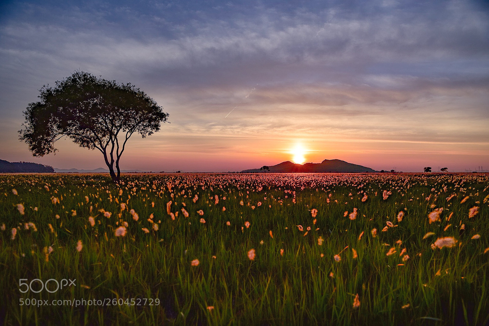 Nikon D810 sample photo. Su seom photography