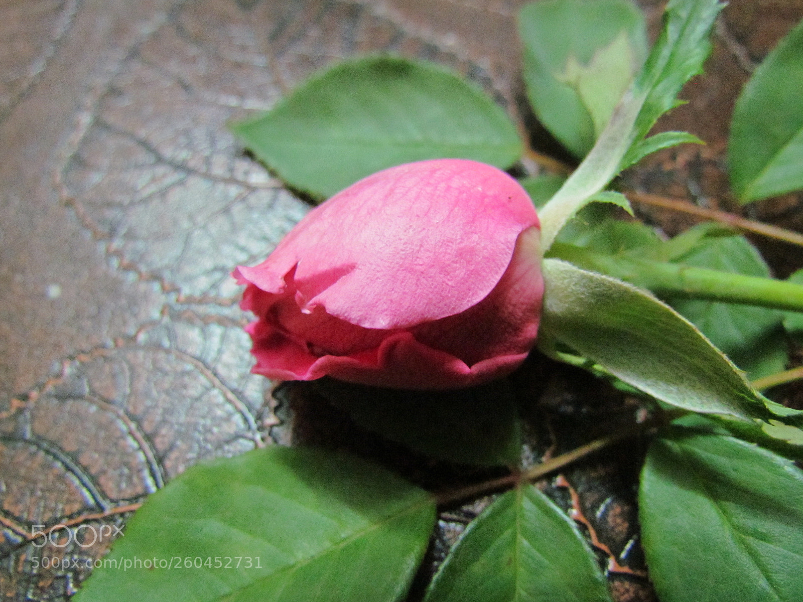 Canon PowerShot SX30 IS sample photo. Red rose flower photography