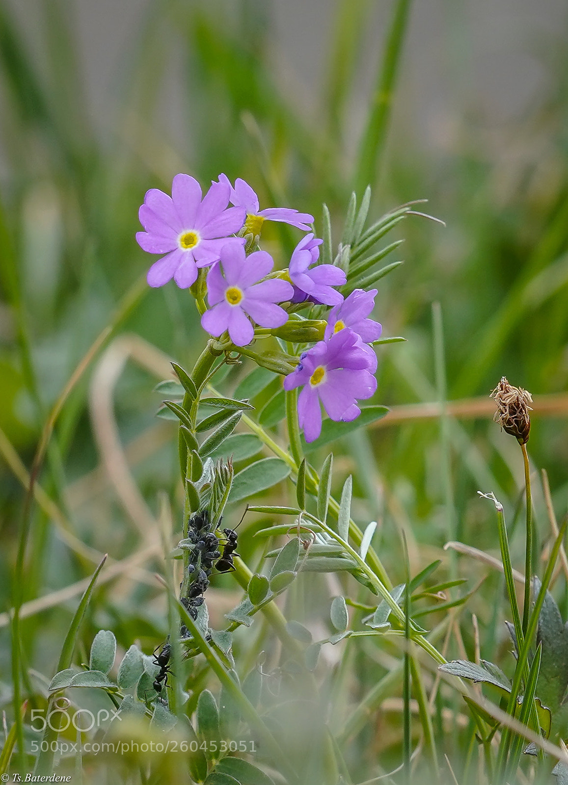 Sony a7R III sample photo. Flower and ant photography