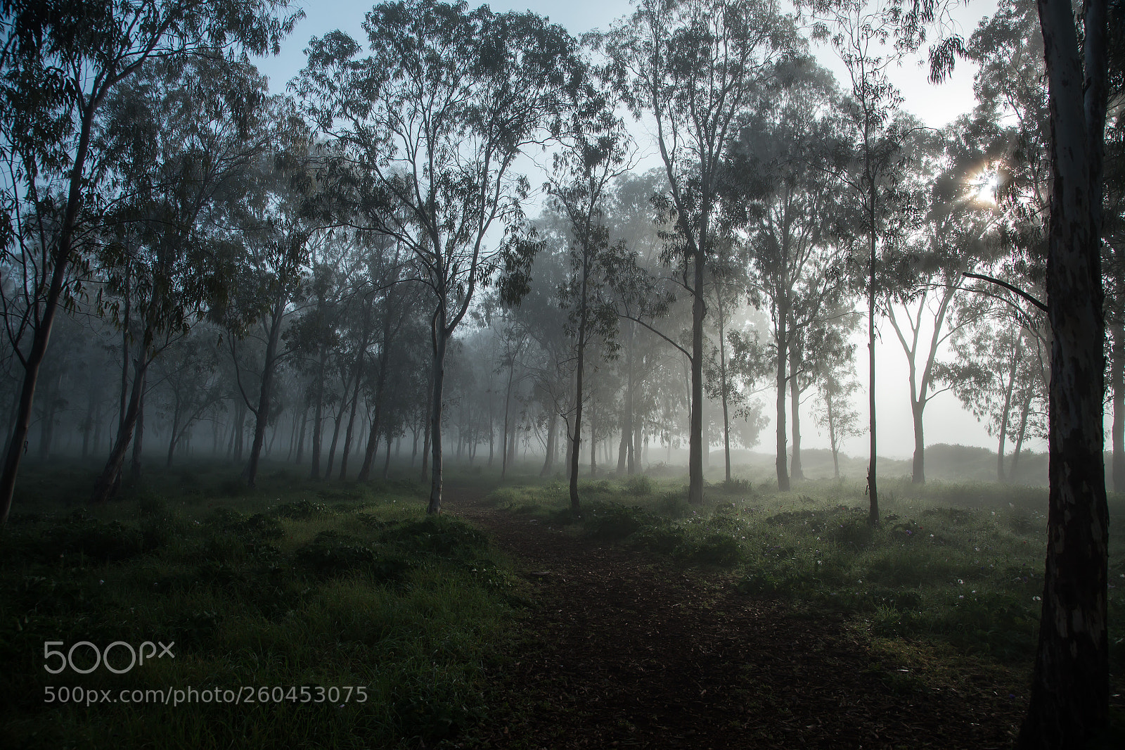 Canon EOS 6D sample photo. Cool morning photography