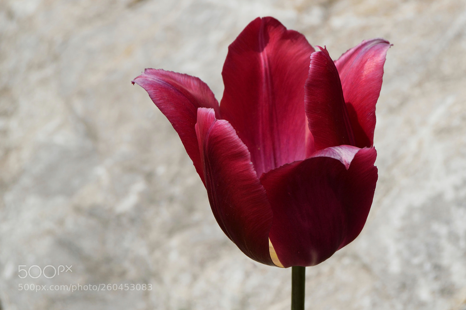 Nikon D3300 sample photo. Scarlet on white photography