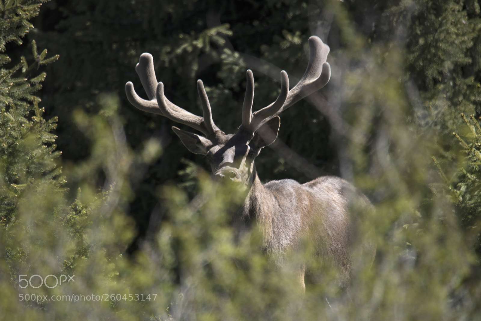 Nikon D810 sample photo. Untitled photography