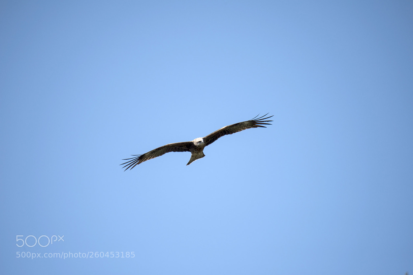 Nikon D810 sample photo. Untitled photography
