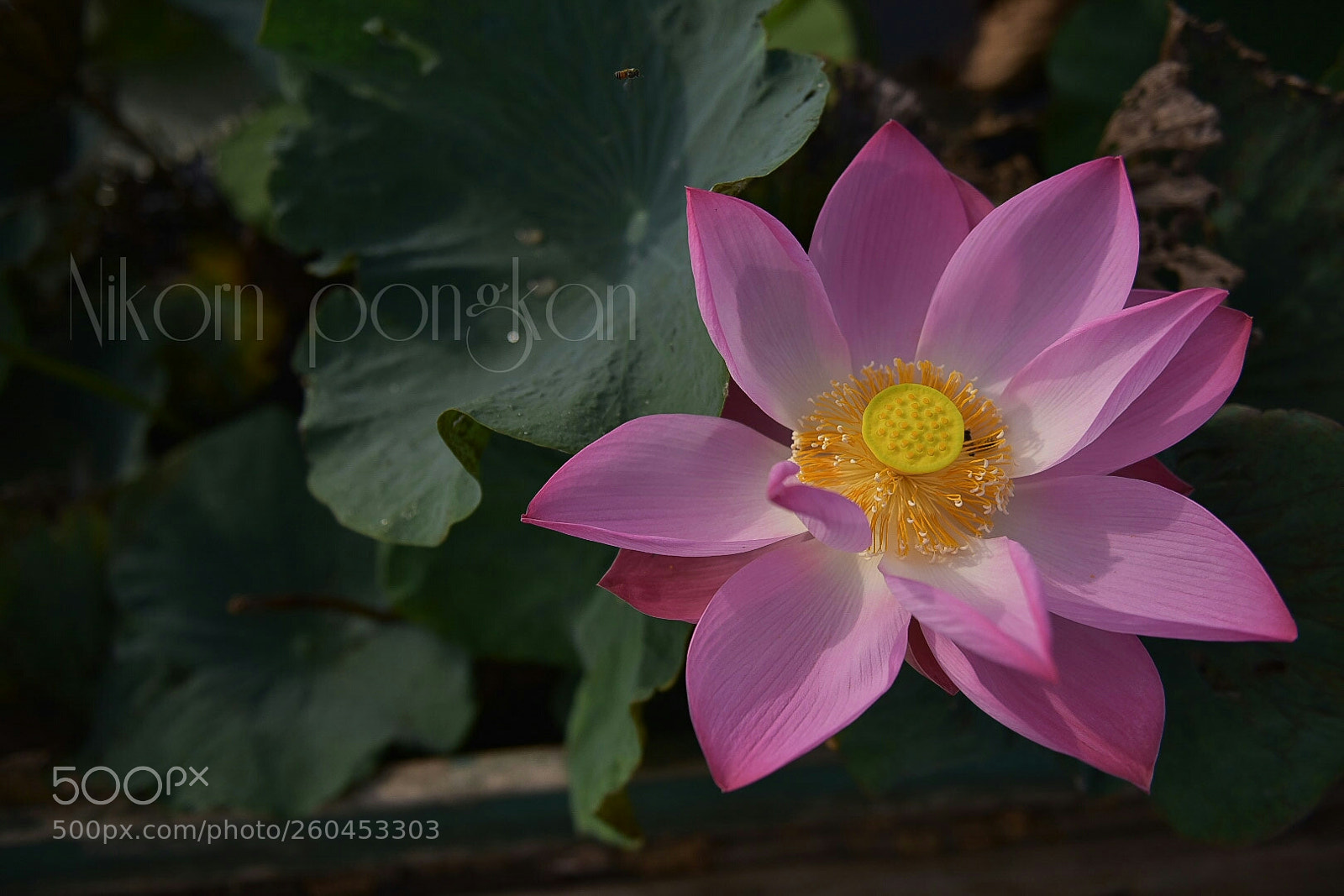 Nikon D750 sample photo. Untitled photography