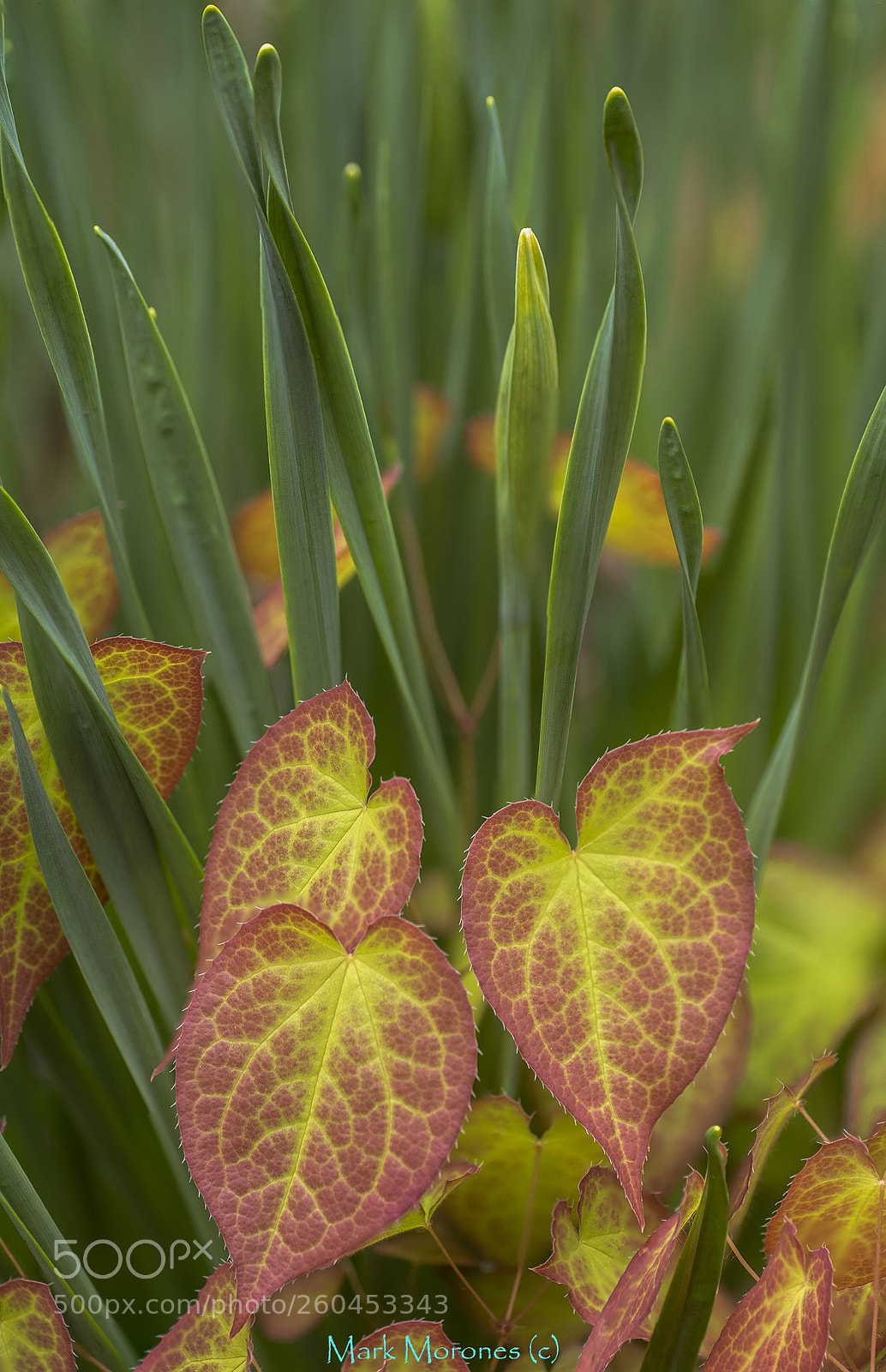 Pentax K-1 sample photo. Aspiring leaves photography