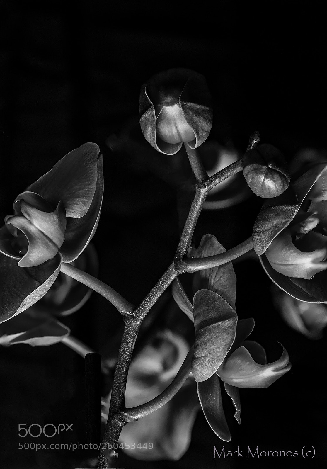 Pentax K-1 sample photo. Orchids in black and photography