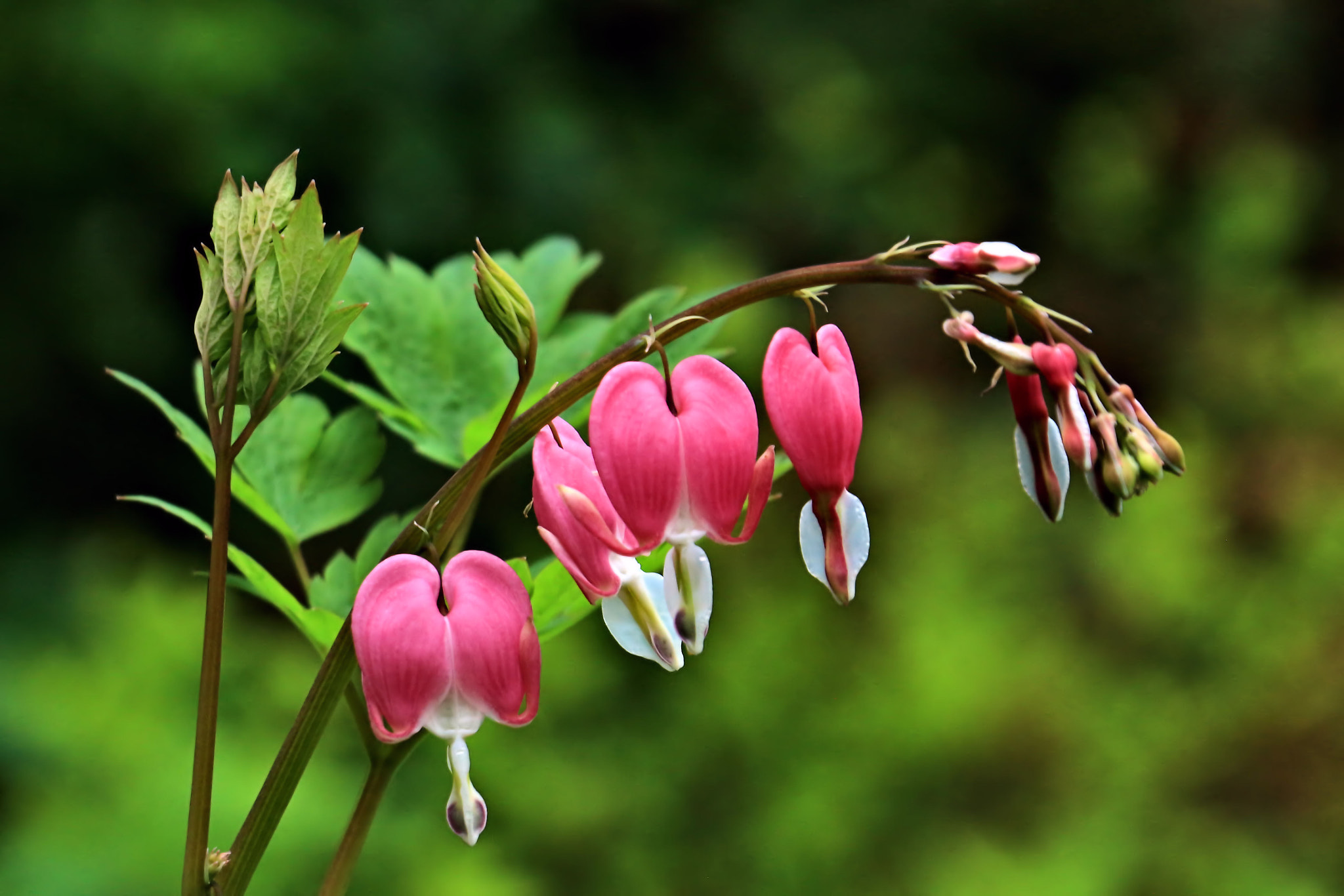 Canon EOS 650D (EOS Rebel T4i / EOS Kiss X6i) sample photo. Bleeding hearts photography