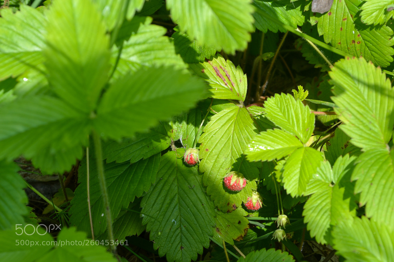 Nikon D3100 sample photo. Forest strawberries photography