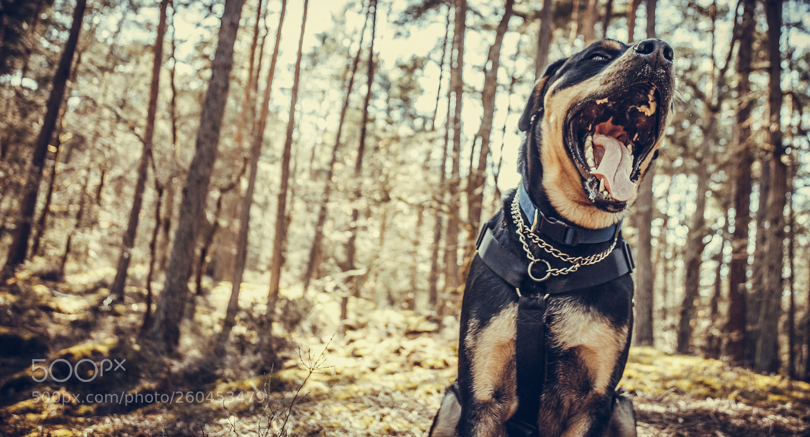 Canon EOS 6D sample photo. Beauceron photography