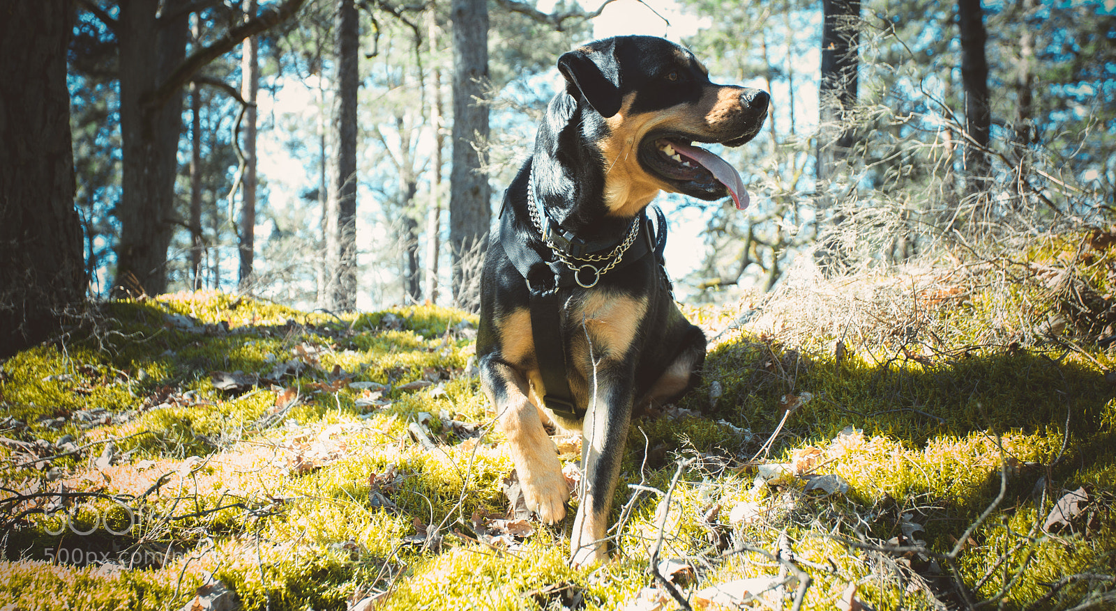 Canon EOS 6D sample photo. Beauceron photography