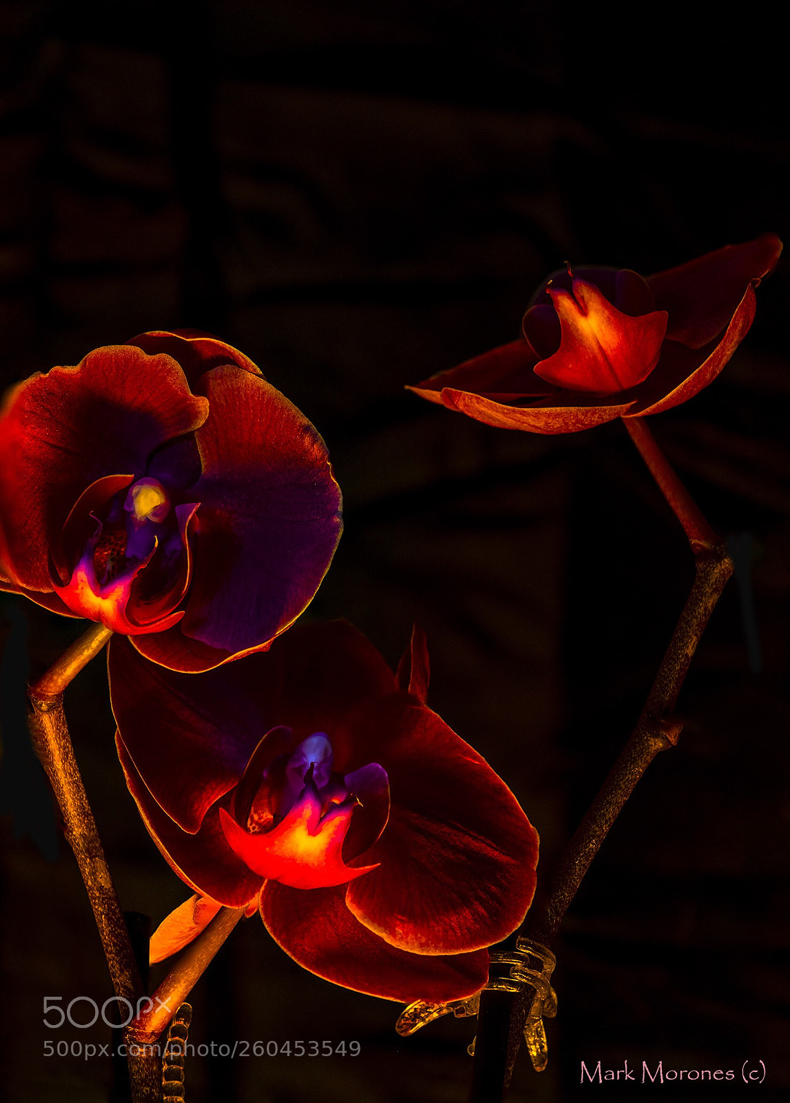Pentax K-1 sample photo. Orchids in red photography