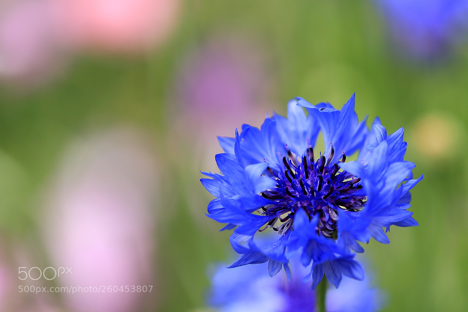 Canon EOS 6D sample photo. Cornflower  photography