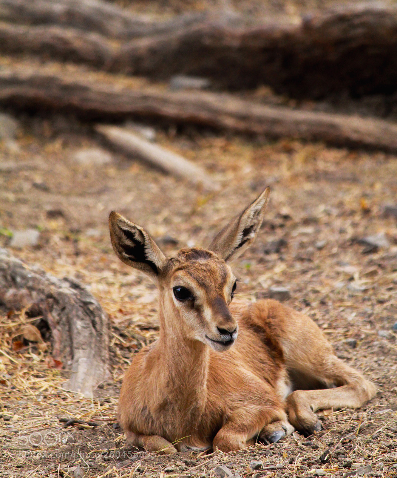 Canon EOS 1300D (EOS Rebel T6 / EOS Kiss X80) sample photo. Baby chinkara photography