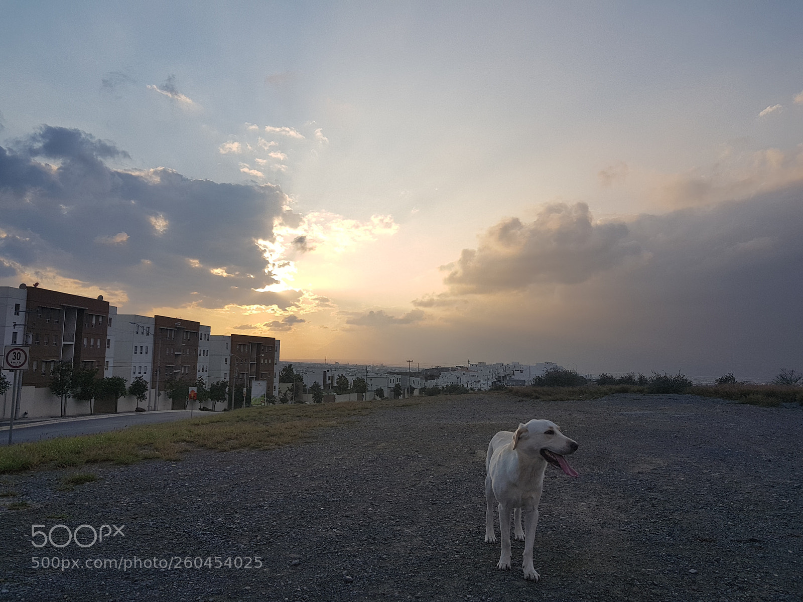 Samsung Galaxy S8+ sample photo. Untitled photography