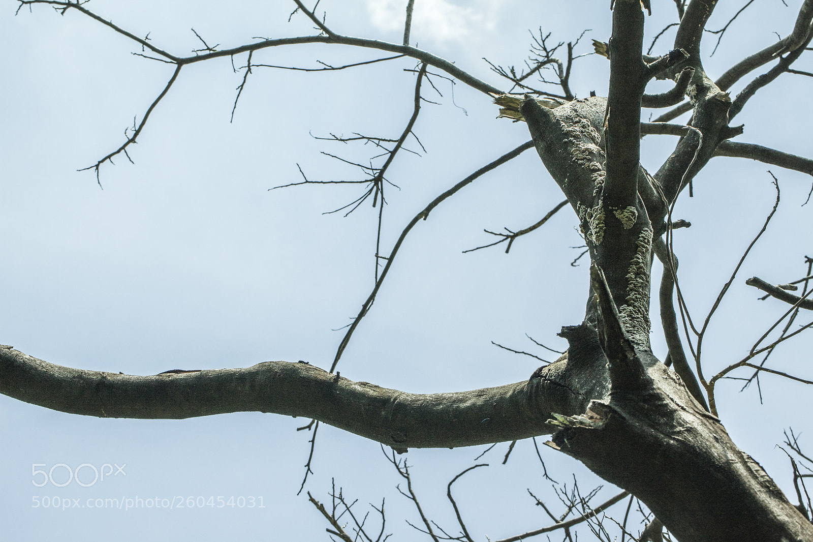 Canon EOS 5D Mark II sample photo. One tree's trunk. photography