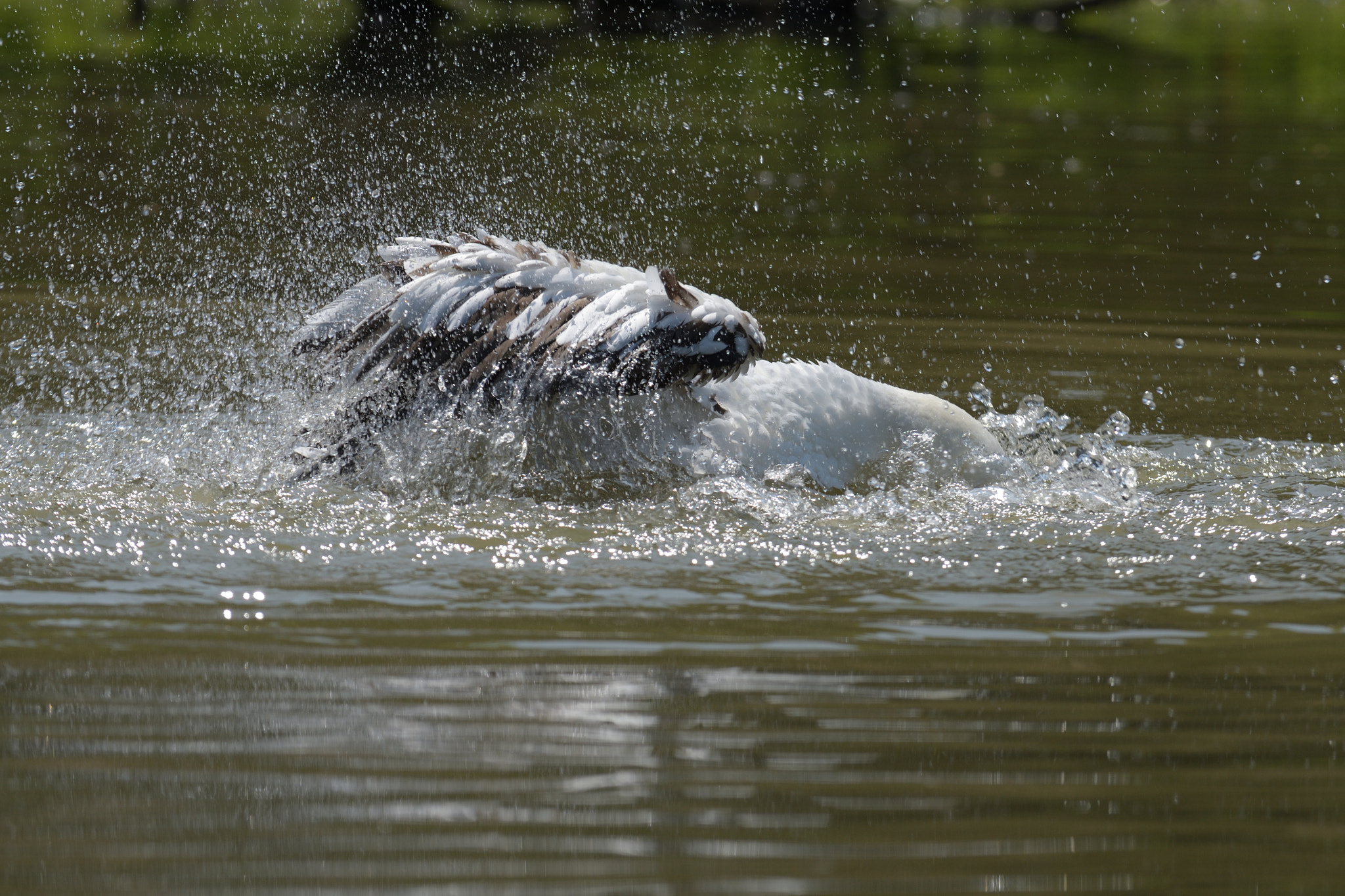 Nikon D500 + Nikon AF Nikkor 80-400mm F4.5-5.6D ED VR sample photo. The bath photography