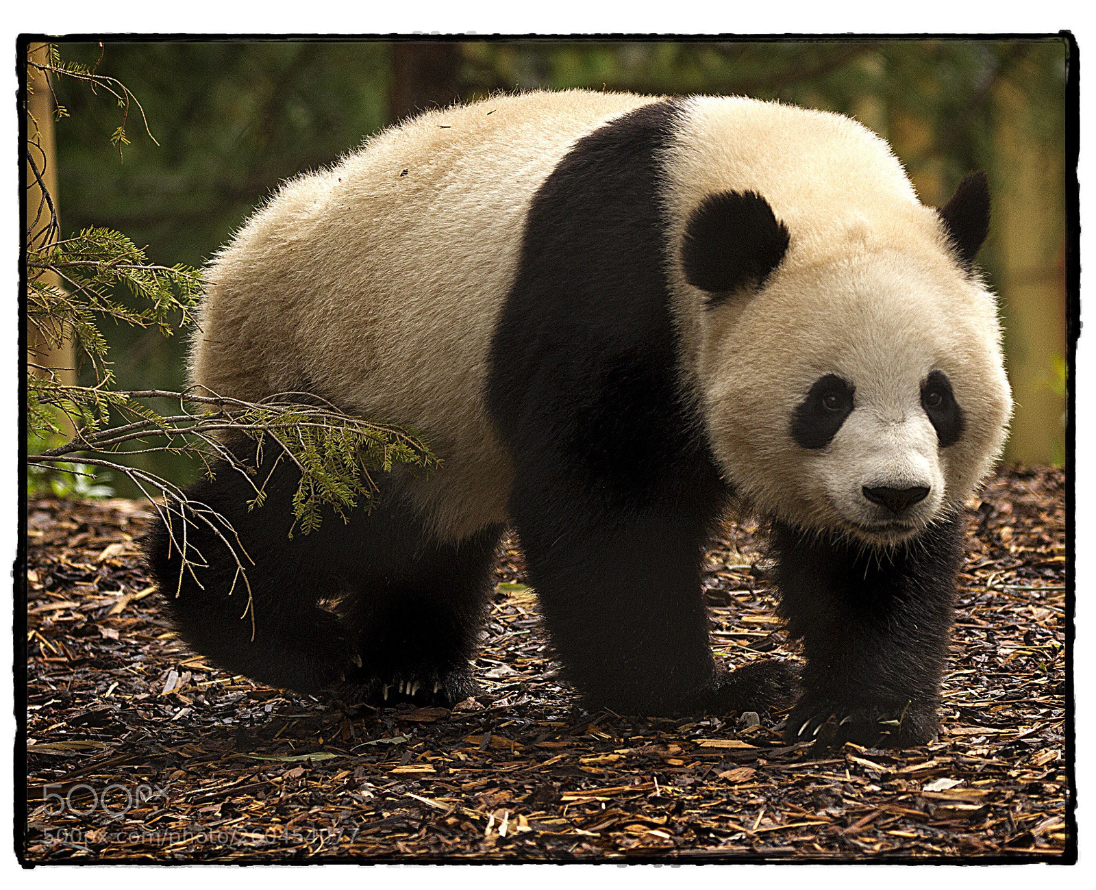 Canon EOS 7D sample photo. Giant panda  photography